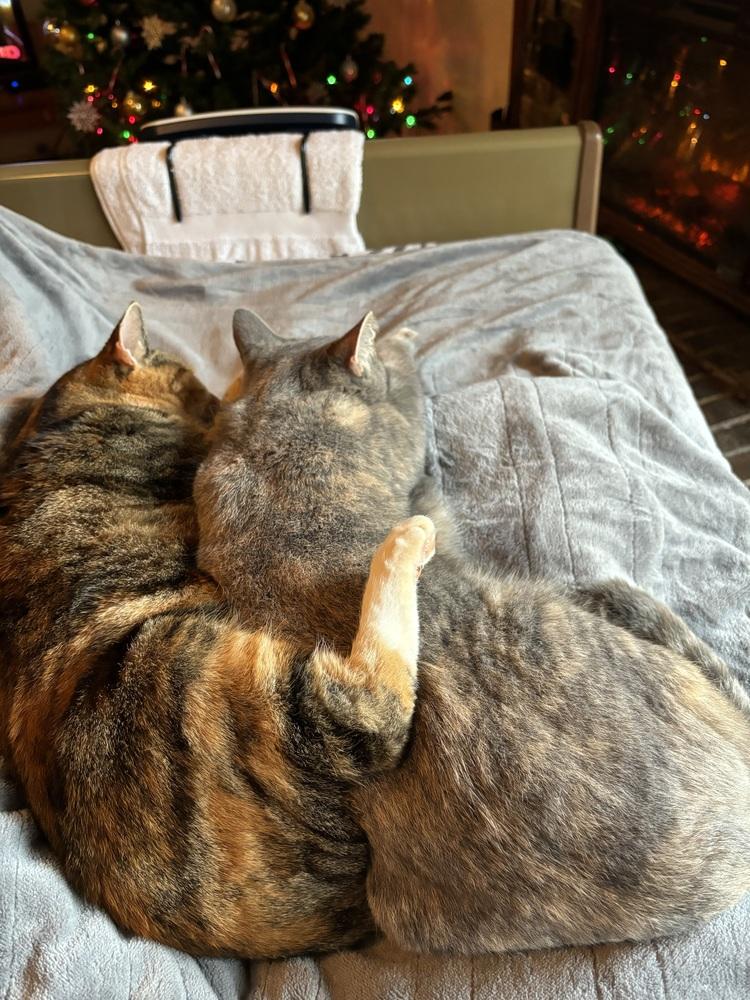 Enlarge Gracie and CoCo, a Adoptable Domestic Short Hair in Dawson, GA image 5/5