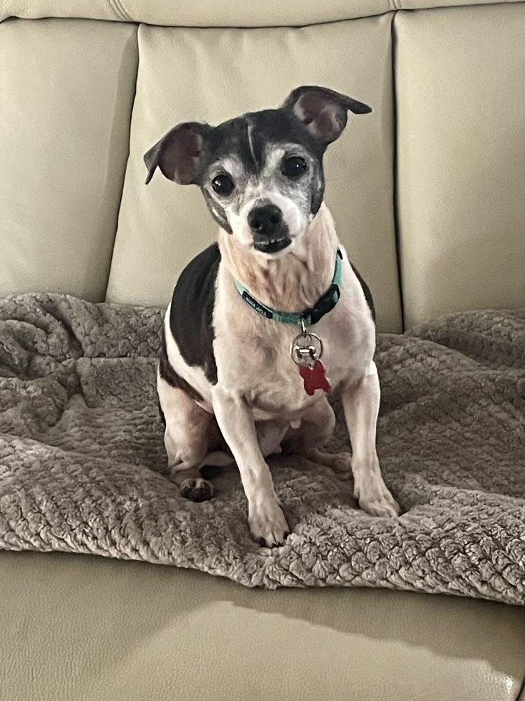 Juno, Adoptable, Senior Female Rat Terrier.