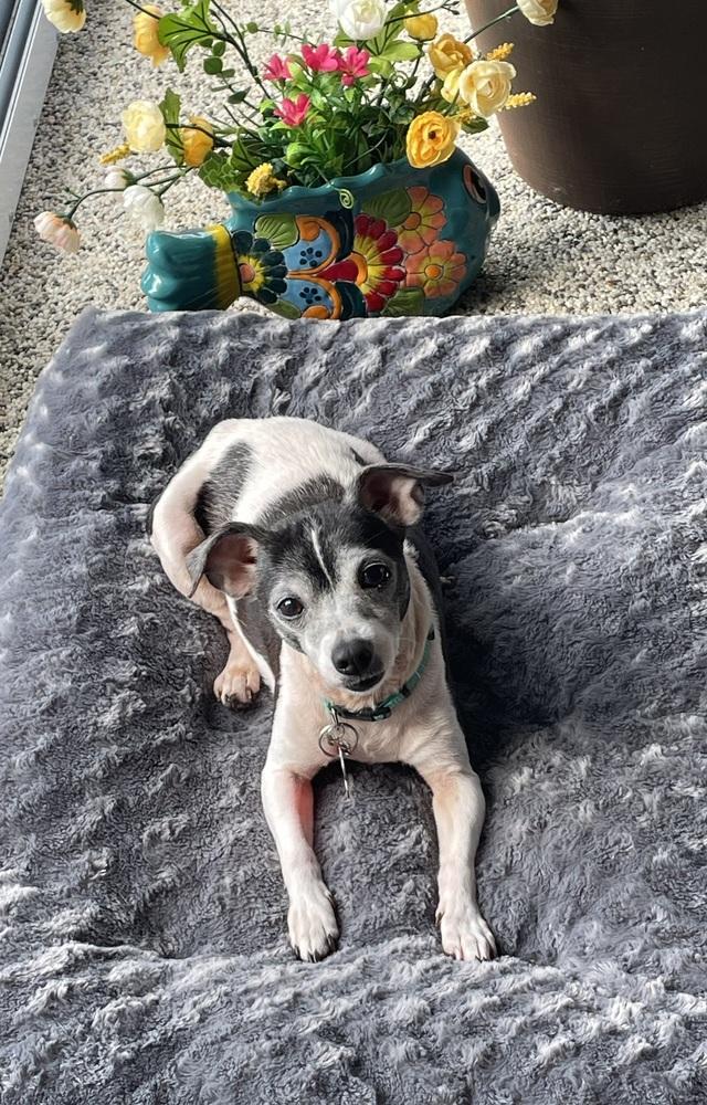 Enlarge Juno, a Adoptable mixed breed in Orlando, FL image 2/5