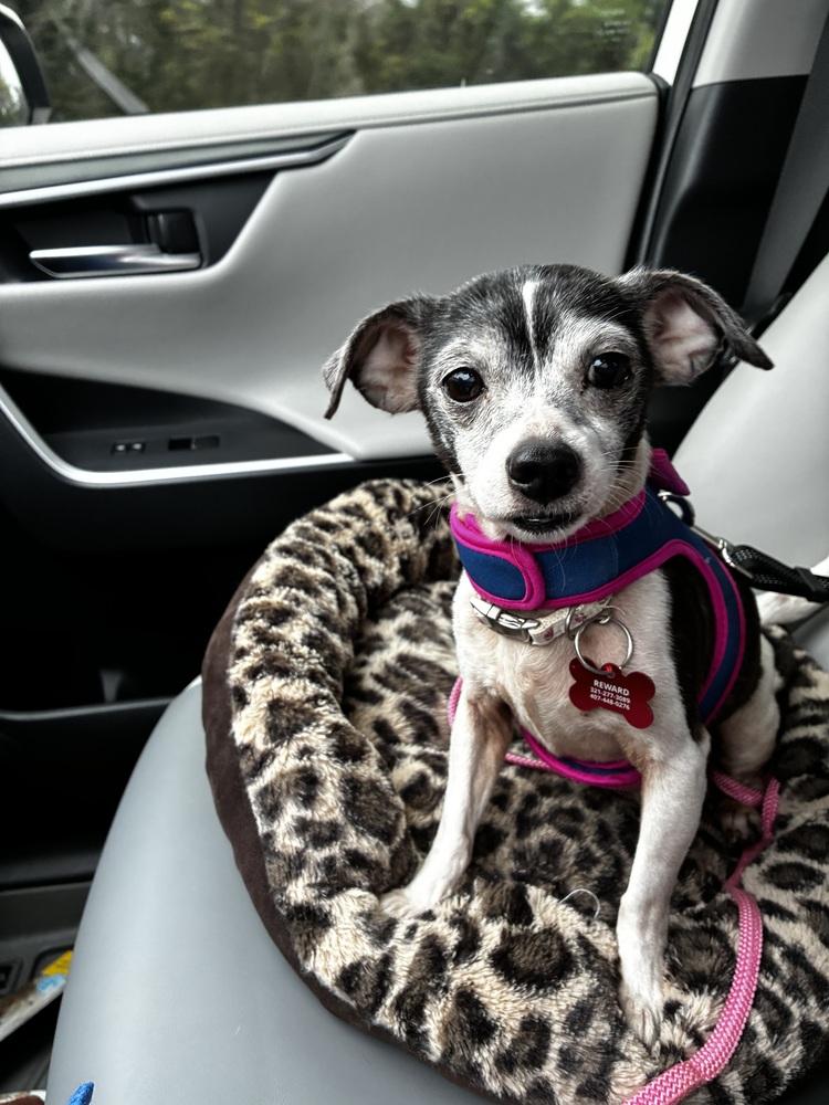 Juno, a Adoptable mixed breed in Orlando, FL image 2/6