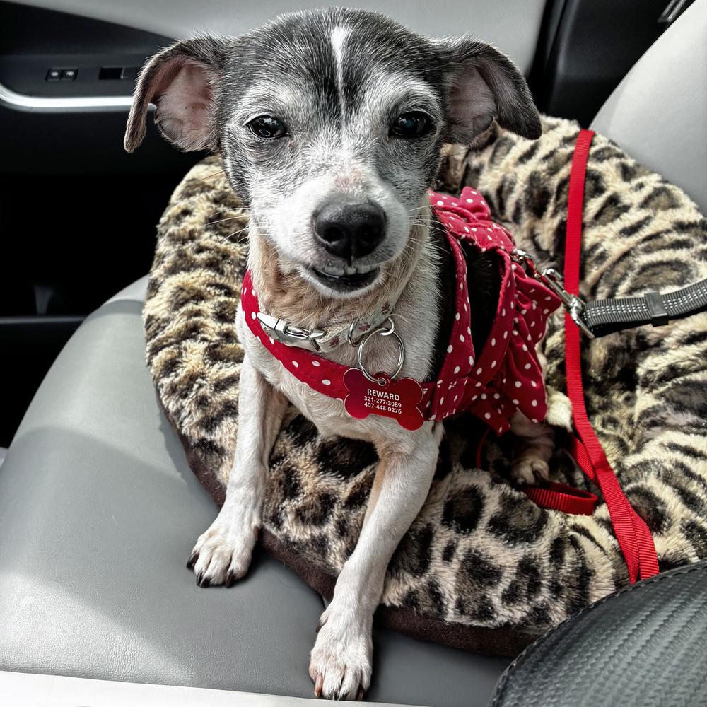 Enlarge Juno, a Adoptable mixed breed in Orlando, FL image 4/5