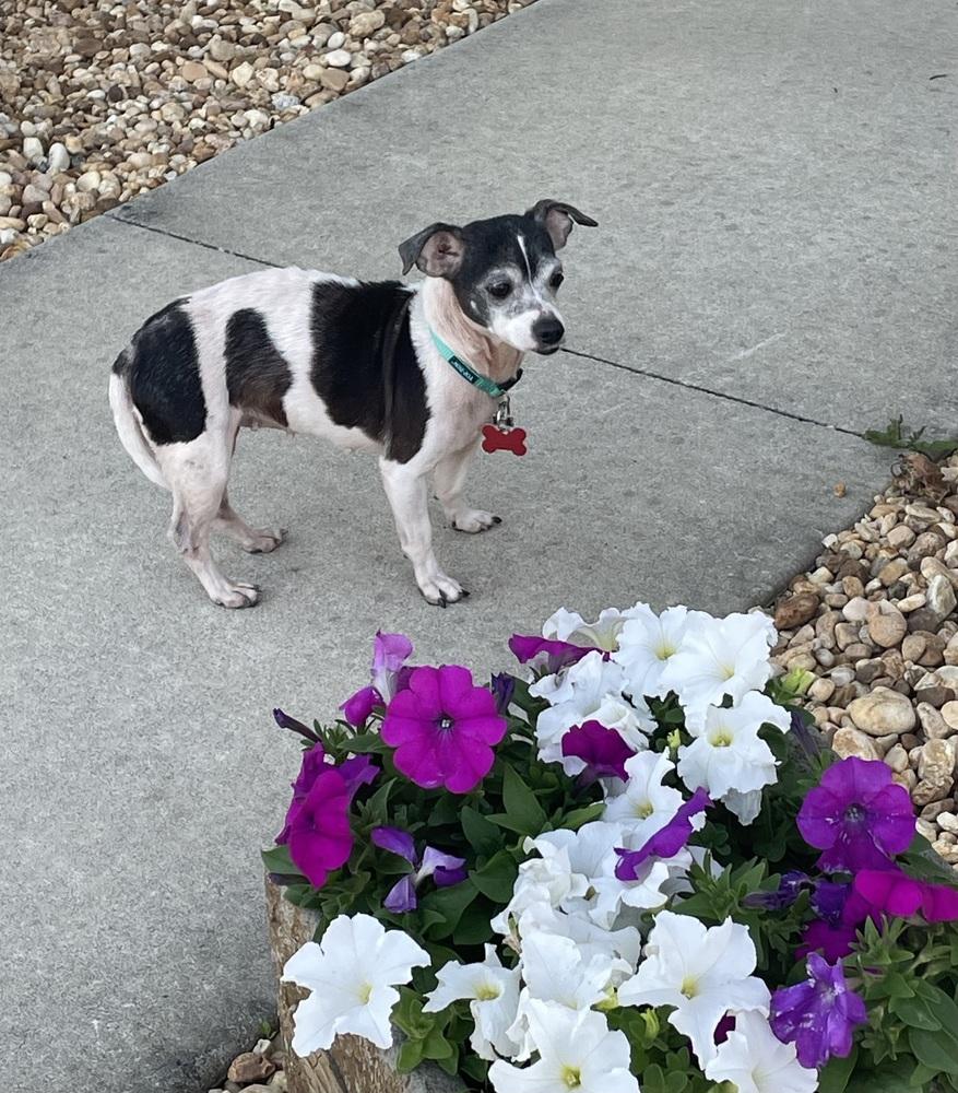 Juno, a Adoptable mixed breed in Orlando, FL image 3/6