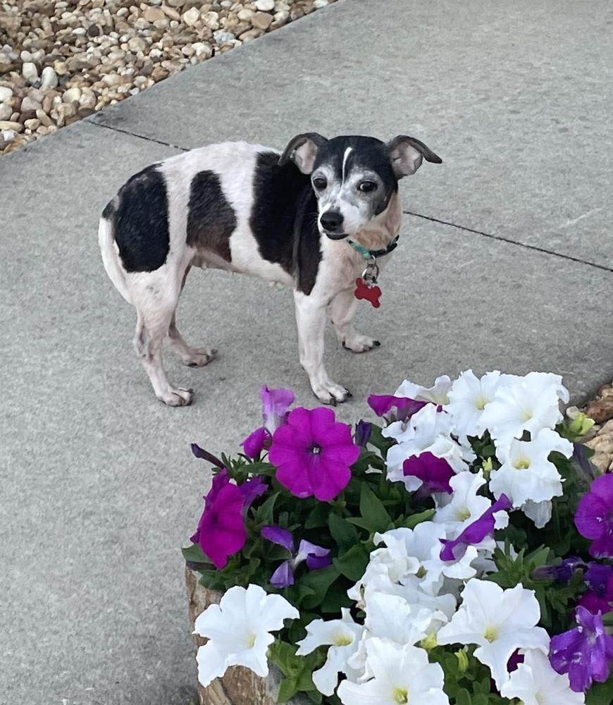 Juno, a Adoptable mixed breed in Orlando, FL image 4/6