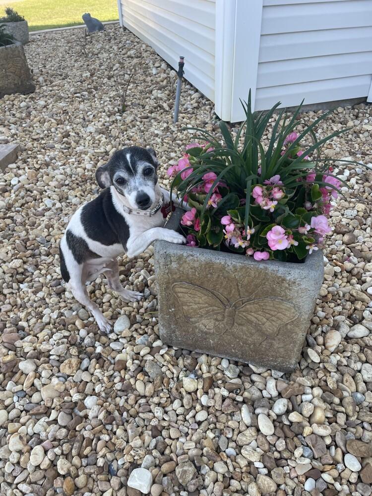 Enlarge Juno, a Adoptable mixed breed in Orlando, FL image 5/5