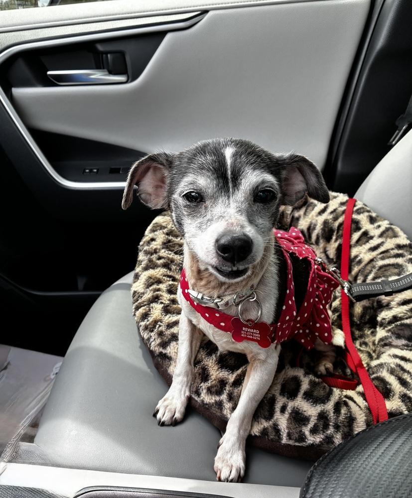 Juno, a Adoptable mixed breed in Orlando, FL image 5/6