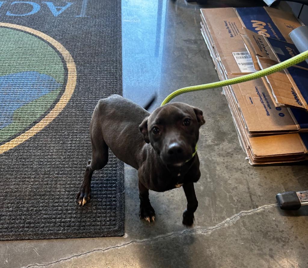 Sandy, Adoptable, Puppy Female Pit Bull Terrier.