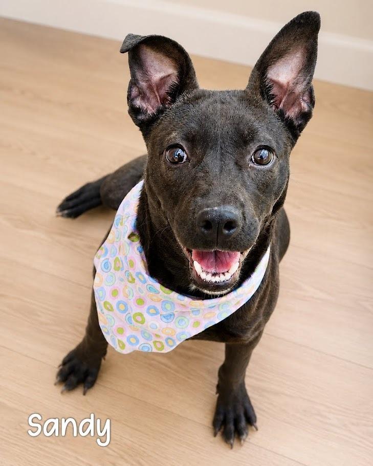 Enlarge Sandy, a Adoptable Pit Bull Terrier in Gautier, MS image 2/2