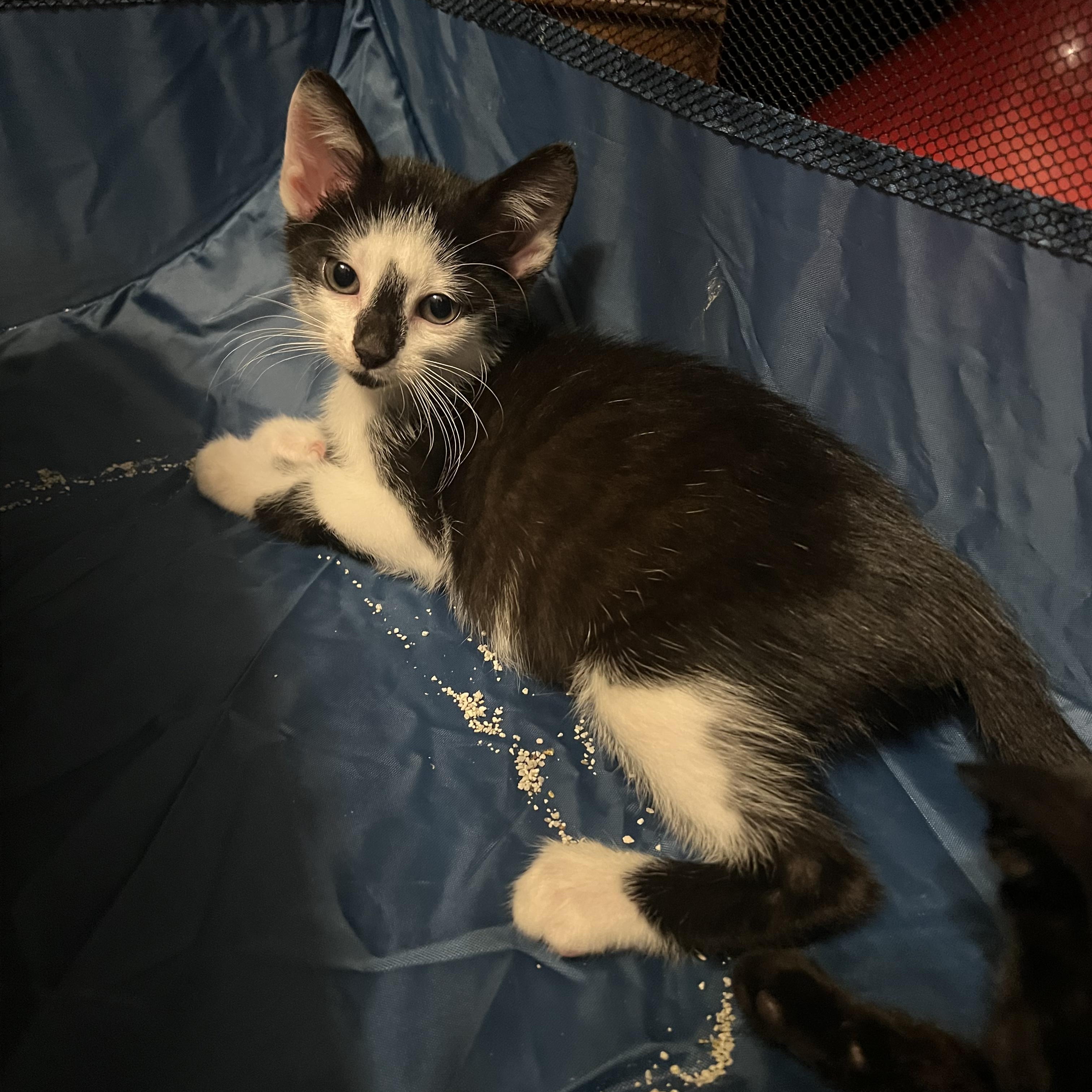 Rhion, a Adoptable Domestic Short Hair in Moriches, NY image 3/3