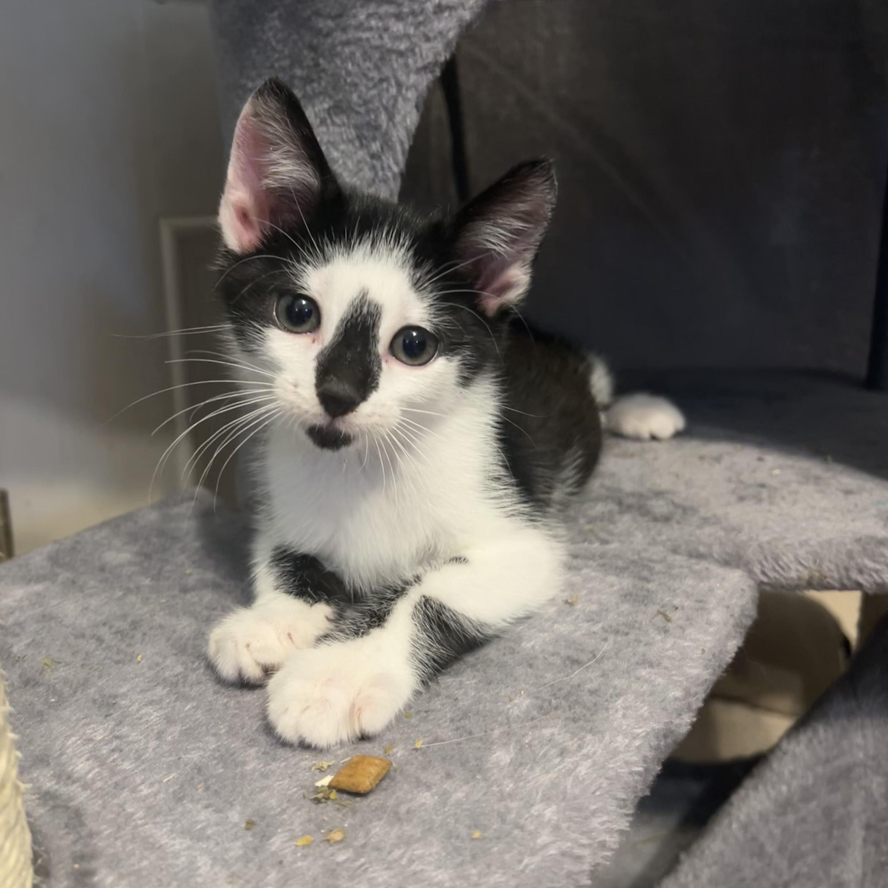 Rhion, a Adoptable Domestic Short Hair in Moriches, NY image 2/3