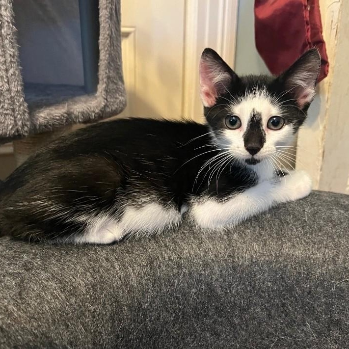 Rhion, a Adoptable Domestic Short Hair in Moriches, NY image 1/3