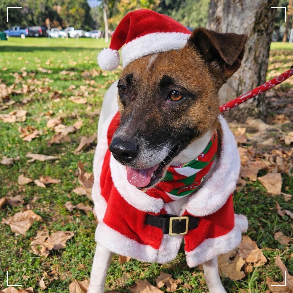 SONYA, Adoptable, Adult Female Shepherd.