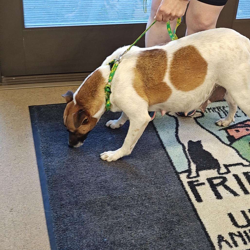 Enlarge SONYA, a Adoptable mixed breed in Upland, CA image 2/6