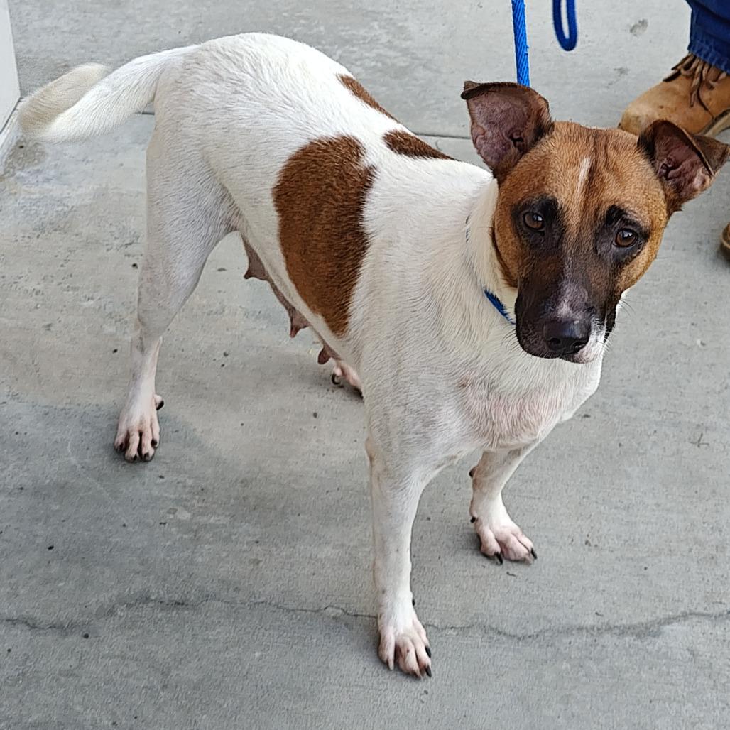 Enlarge SONYA, a Adoptable mixed breed in Upland, CA image 3/6