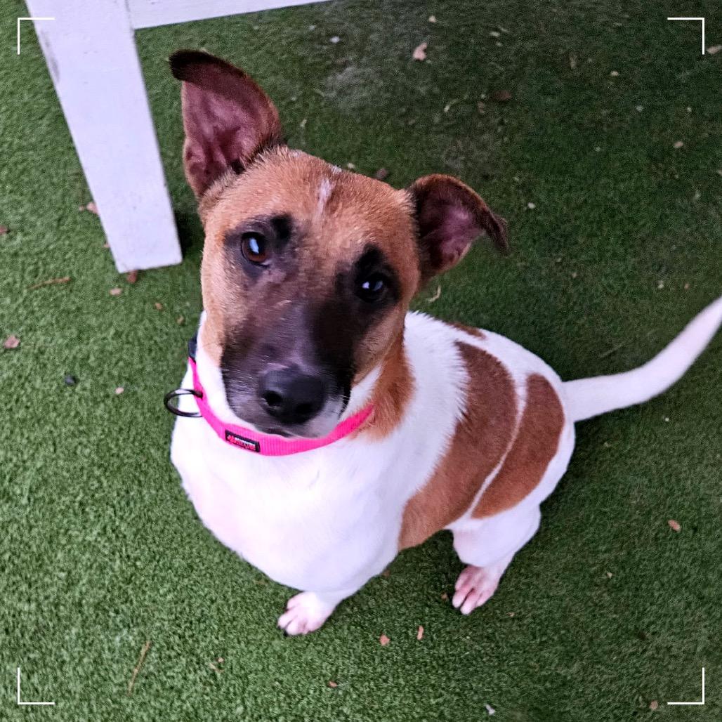 Enlarge SONYA, a Adoptable mixed breed in Upland, CA image 4/6