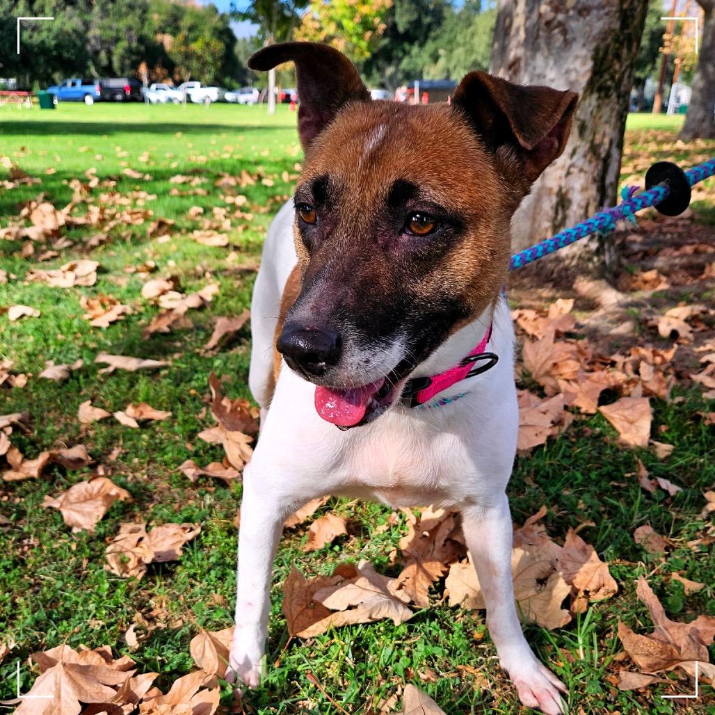 Enlarge SONYA, a Adoptable mixed breed in Upland, CA image 5/6