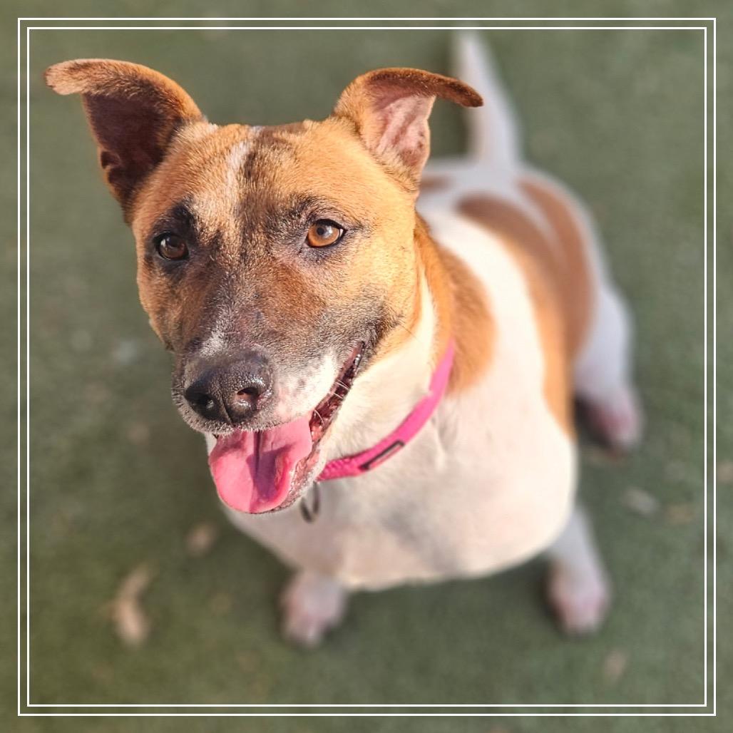 Enlarge SONYA, a Adoptable mixed breed in Upland, CA image 6/6