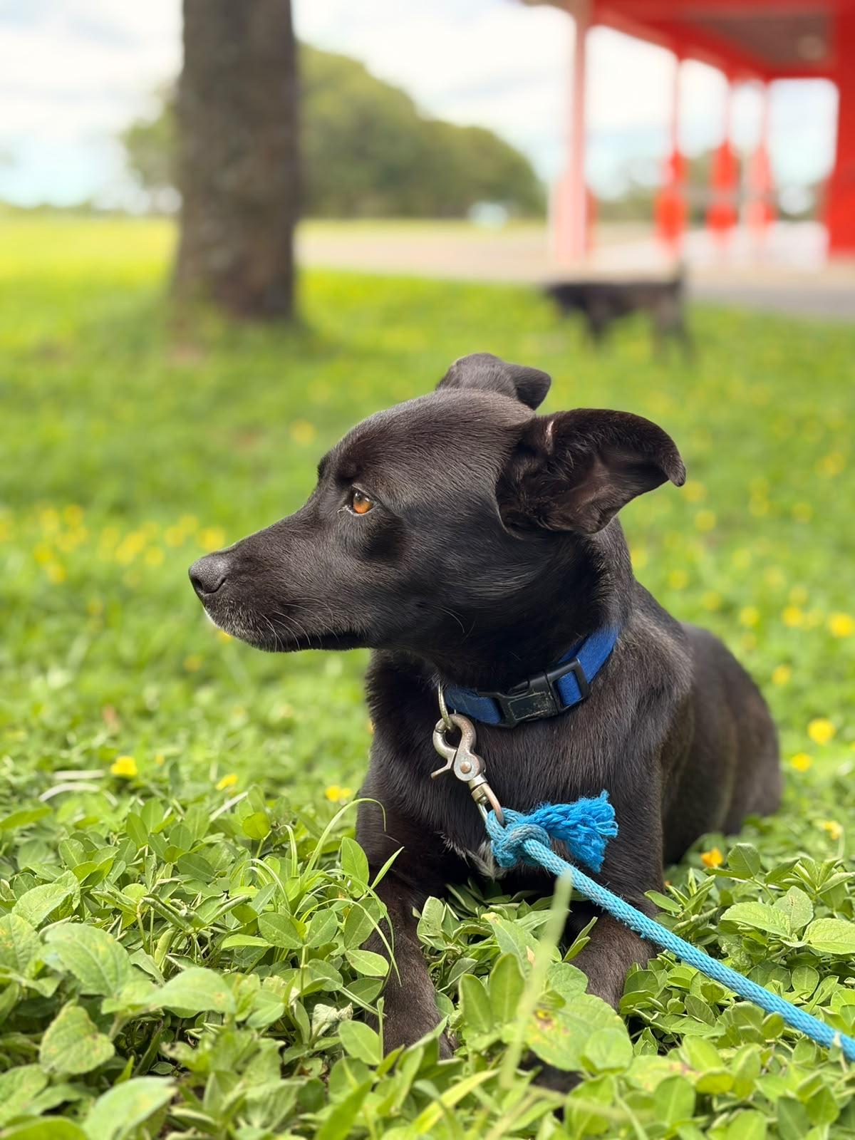 Enlarge TARA, a ADOPTABLE mixed breed in North York, ON image 3/5