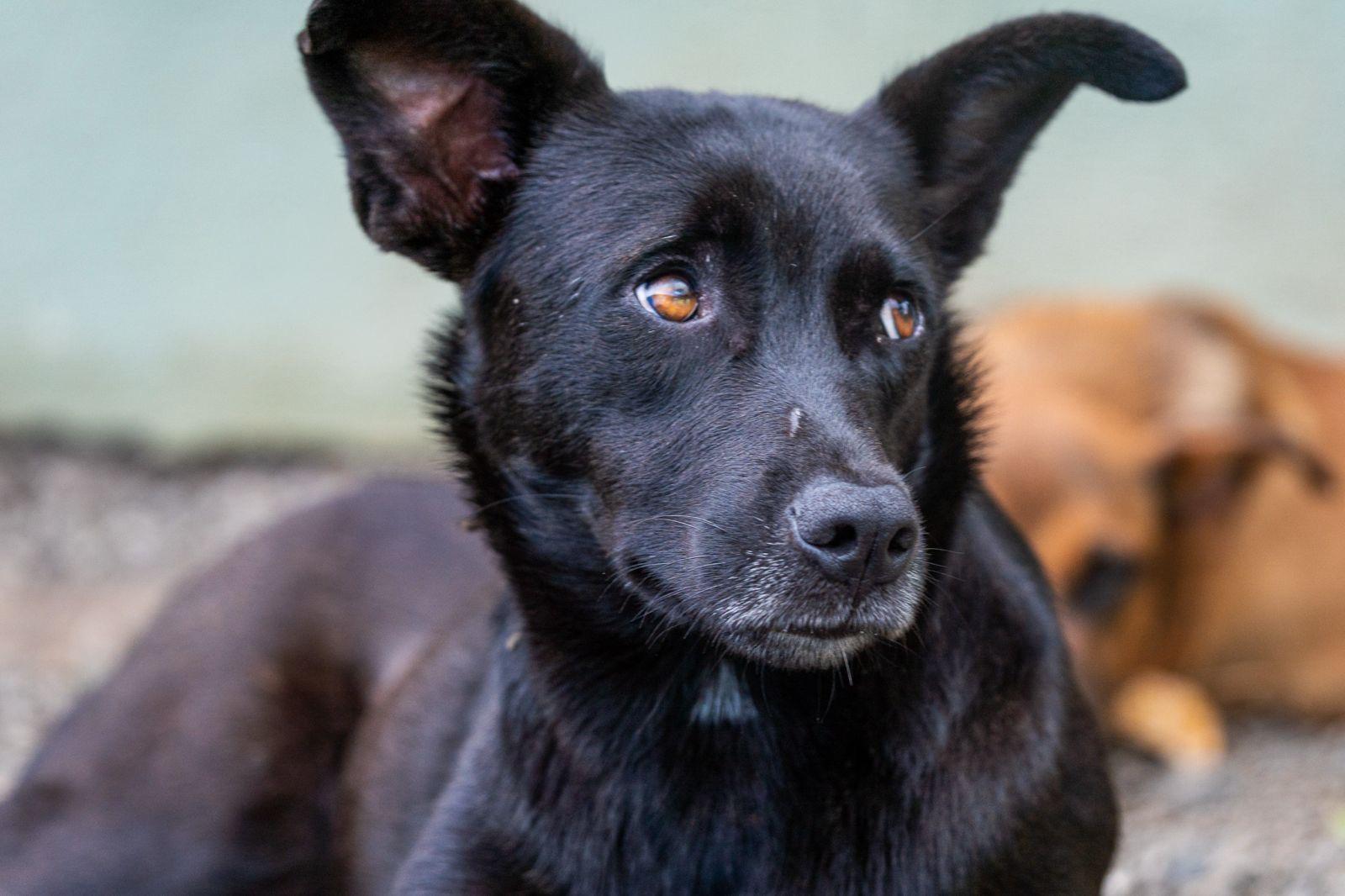 TARA, ADOPTABLE, Adult Female Black Labrador Retriever.