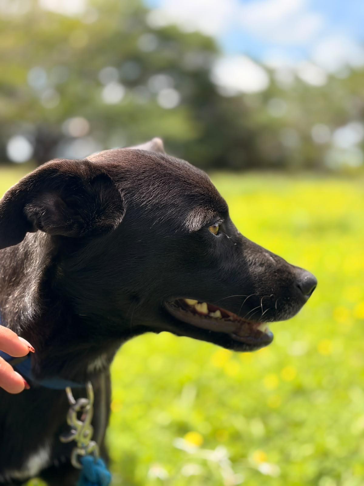 Enlarge TARA, a ADOPTABLE mixed breed in North York, ON image 4/5