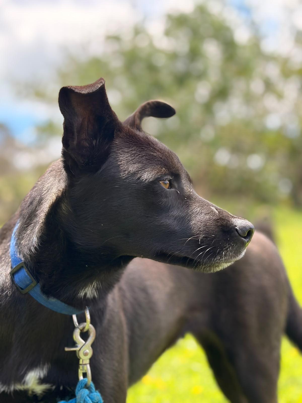 Enlarge TARA, a ADOPTABLE mixed breed in North York, ON image 5/5