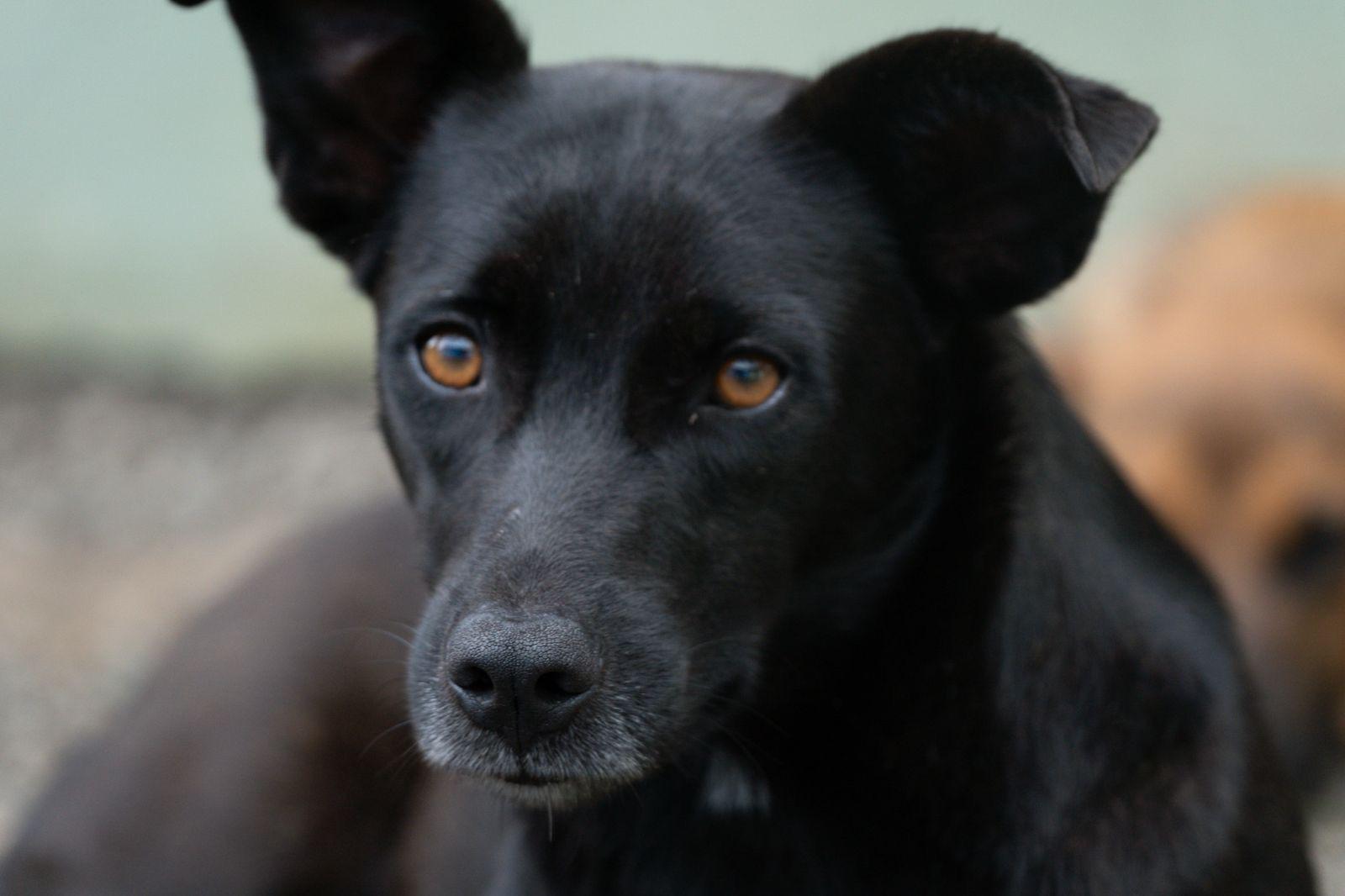 Enlarge TARA, a ADOPTABLE mixed breed in North York, ON image 2/5