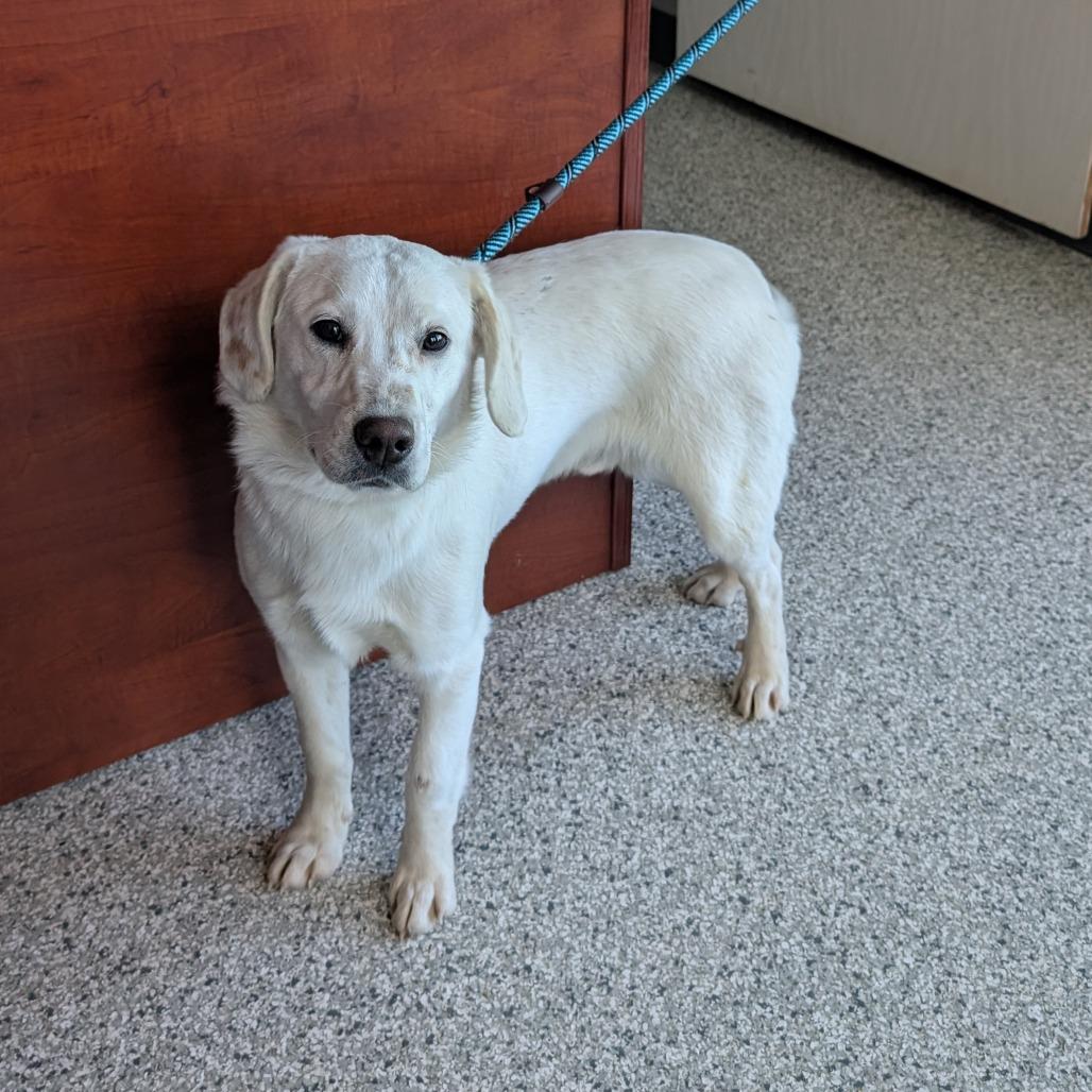 Buster, Adoptable, Young Male Labrador Retriever & English Springer Spaniel.
