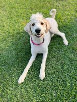 Magnolia, Adopted, Adult Female Standard Poodle & Labrador Retriever.