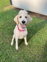 Magnolia, a Adopted mixed breed in Cullman, AL image 2/8