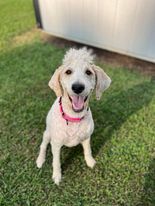 Magnolia, a Adopted mixed breed in Cullman, AL image 3/8