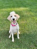 Magnolia, a Adopted mixed breed in Cullman, AL image 4/8