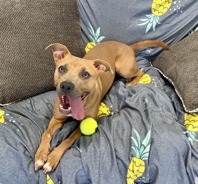 ZELLE, Adoptable, Young Female Staffordshire Bull Terrier & Mixed Breed.