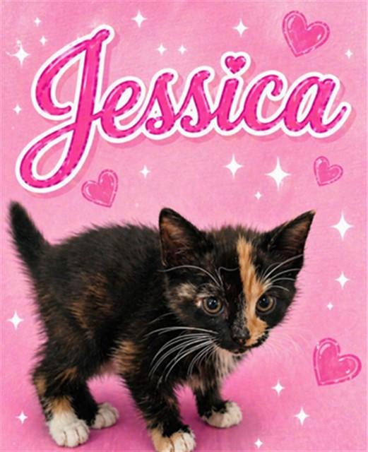 JESSICA, Adoptable, Kitten Female Domestic Short Hair.