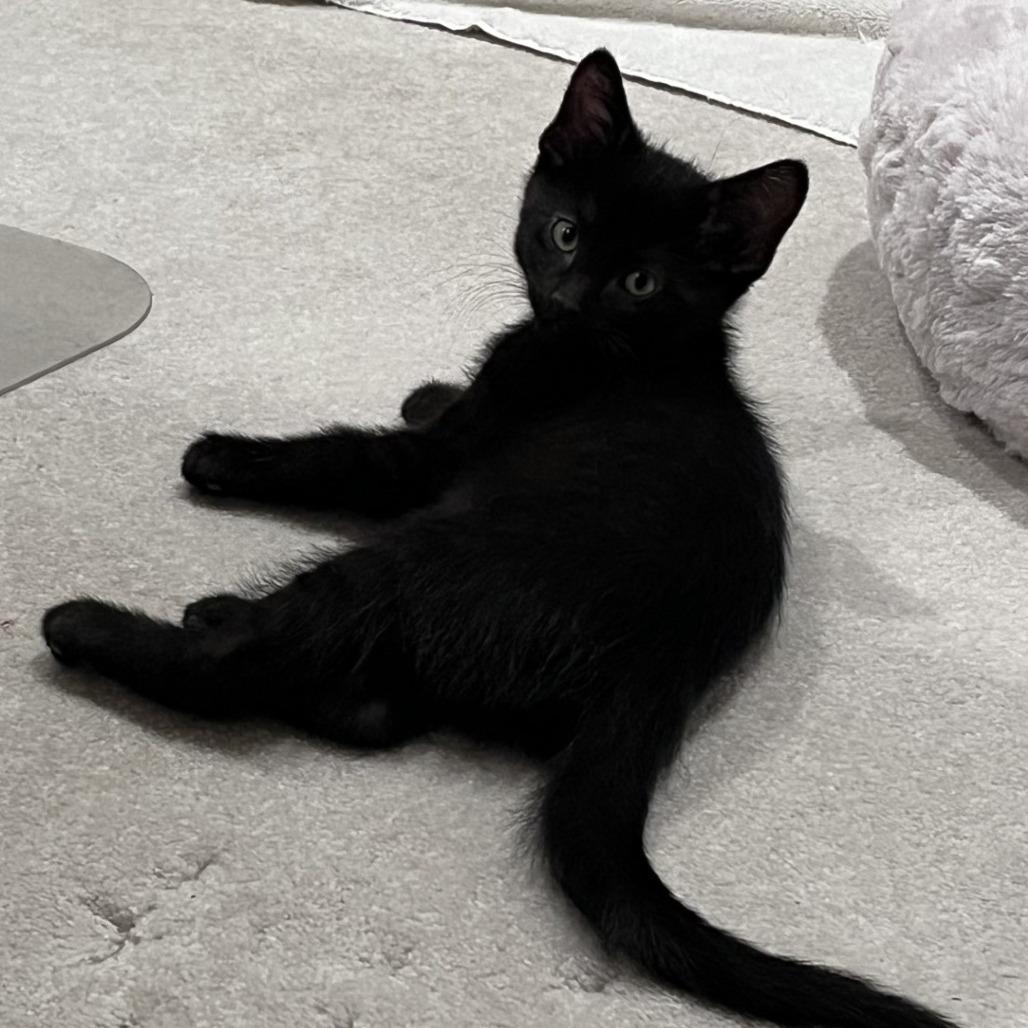 Angelo, Adoptable, Kitten Male Domestic Short Hair.