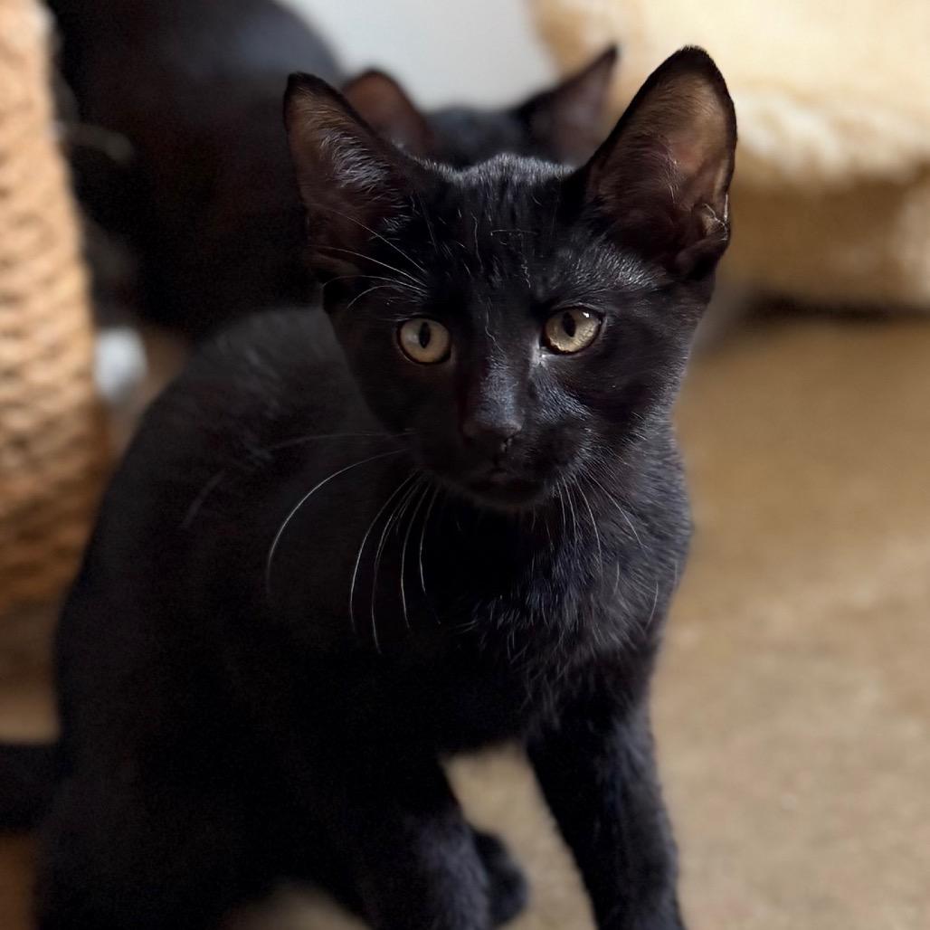 Enlarge Angelo, a Adoptable Domestic Short Hair in Green Bay, WI image 2/6