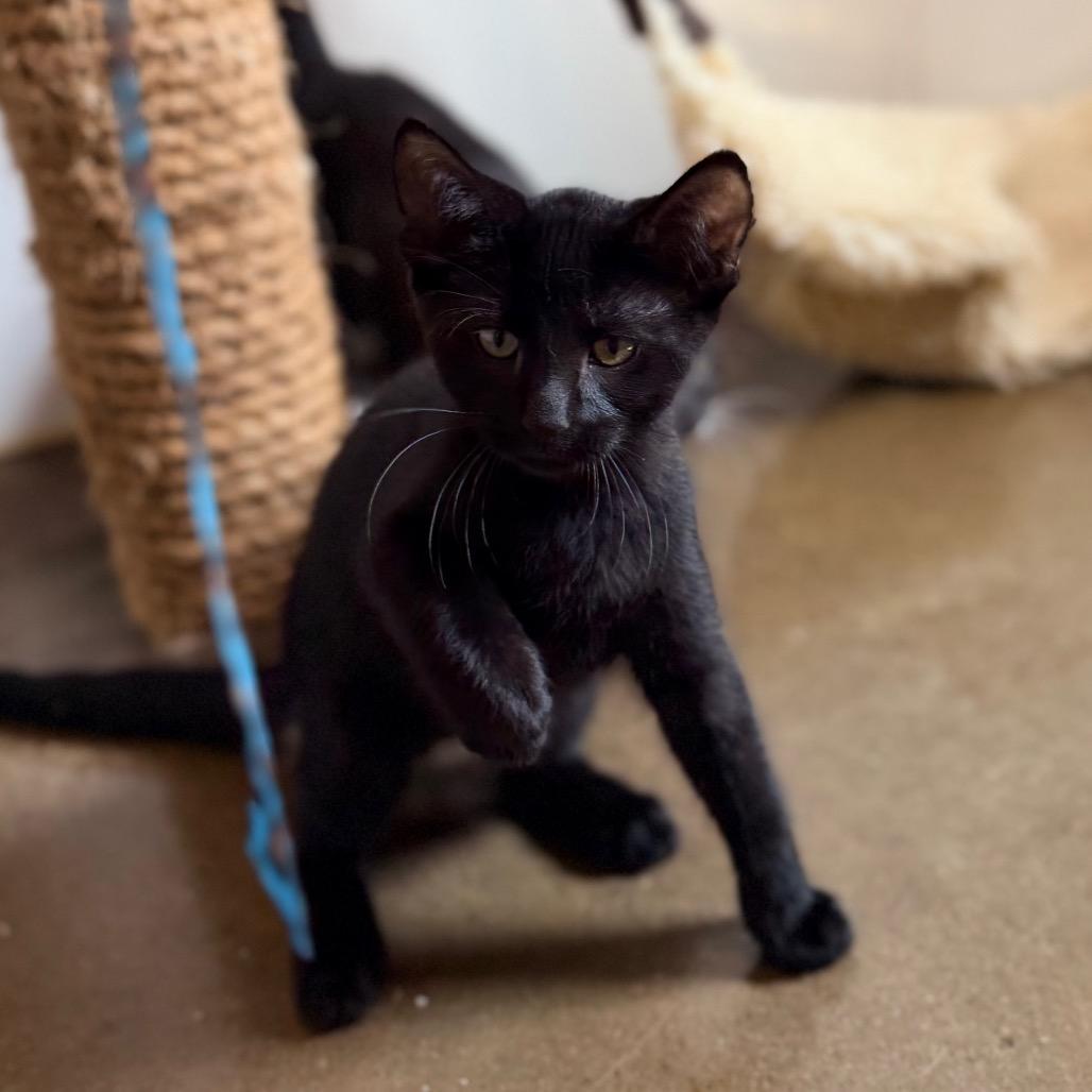 Enlarge Angelo, a Adoptable Domestic Short Hair in Green Bay, WI image 3/6