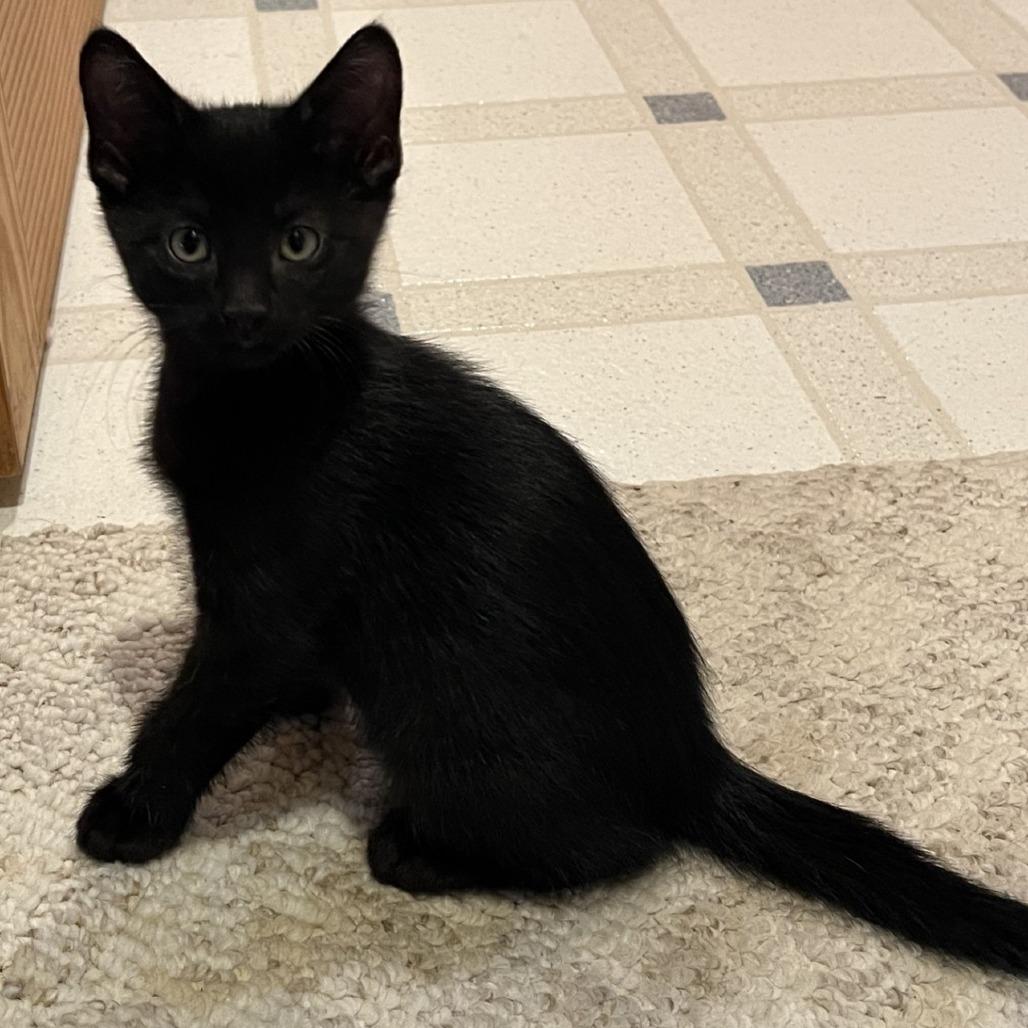 Enlarge Angelo, a Adoptable Domestic Short Hair in Green Bay, WI image 4/6