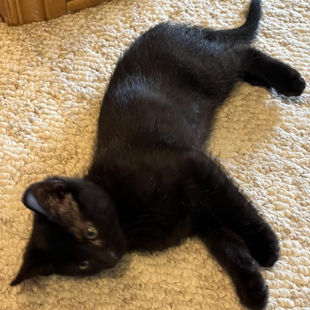Enlarge Angelo, a Adoptable Domestic Short Hair in Green Bay, WI image 5/6