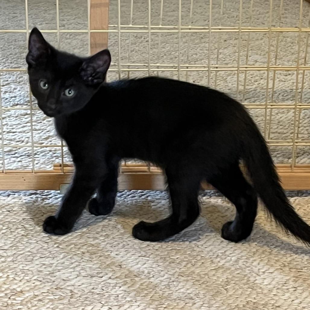 Enlarge Angelo, a Adoptable Domestic Short Hair in Green Bay, WI image 6/6