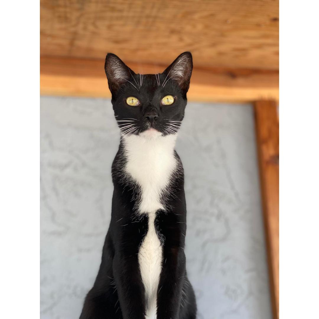 Sal, Young Male Domestic Short Hair