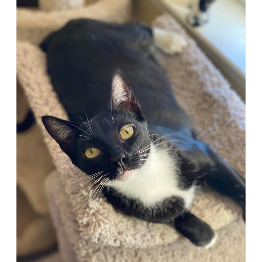 Sal