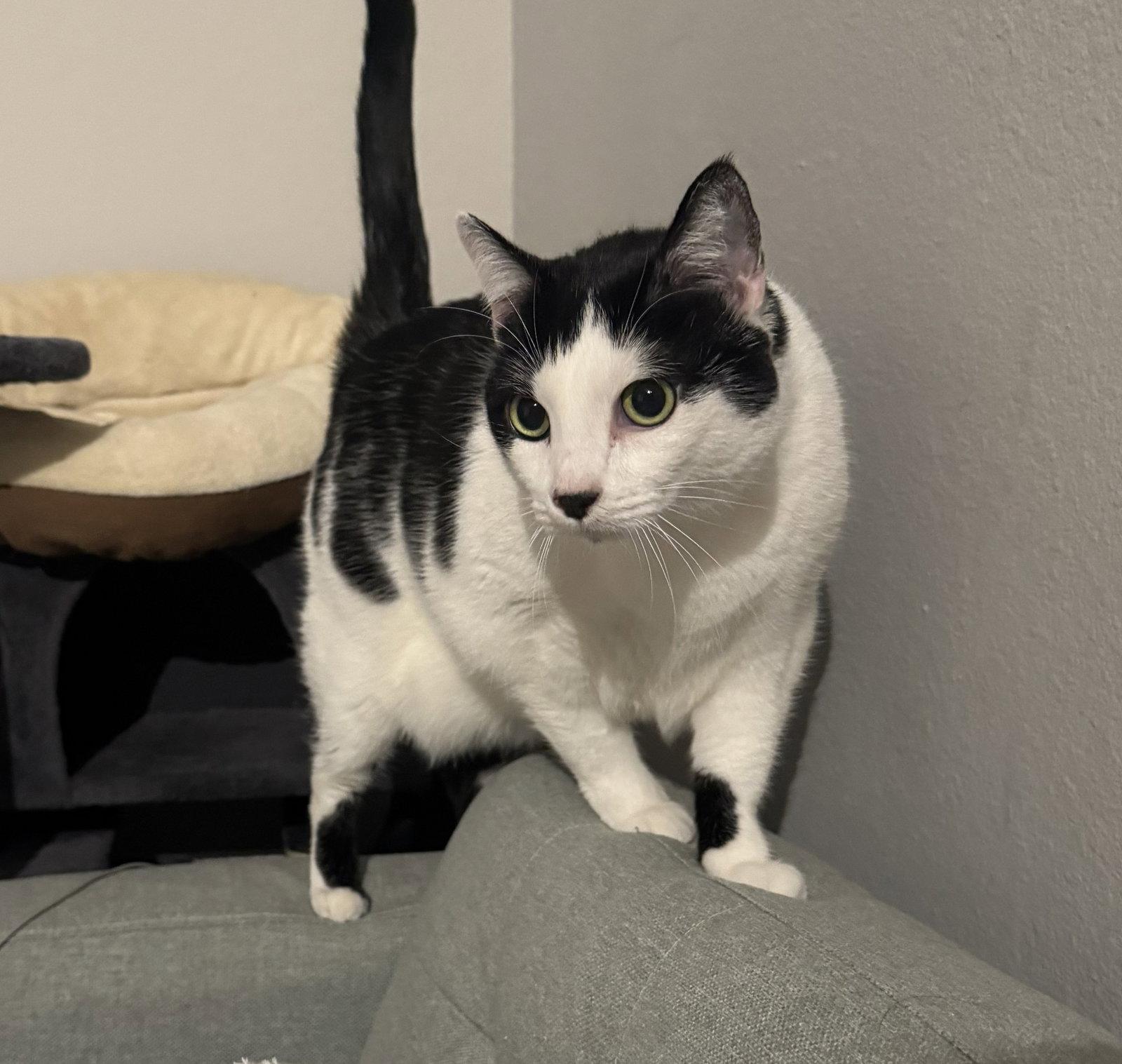 pepper/poppers, Adopted, Adult Female Domestic Short Hair & Tuxedo.