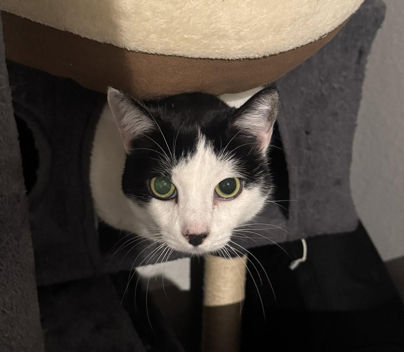 pepper/poppers, a Adopted mixed breed in San Jose, CA image 2/3