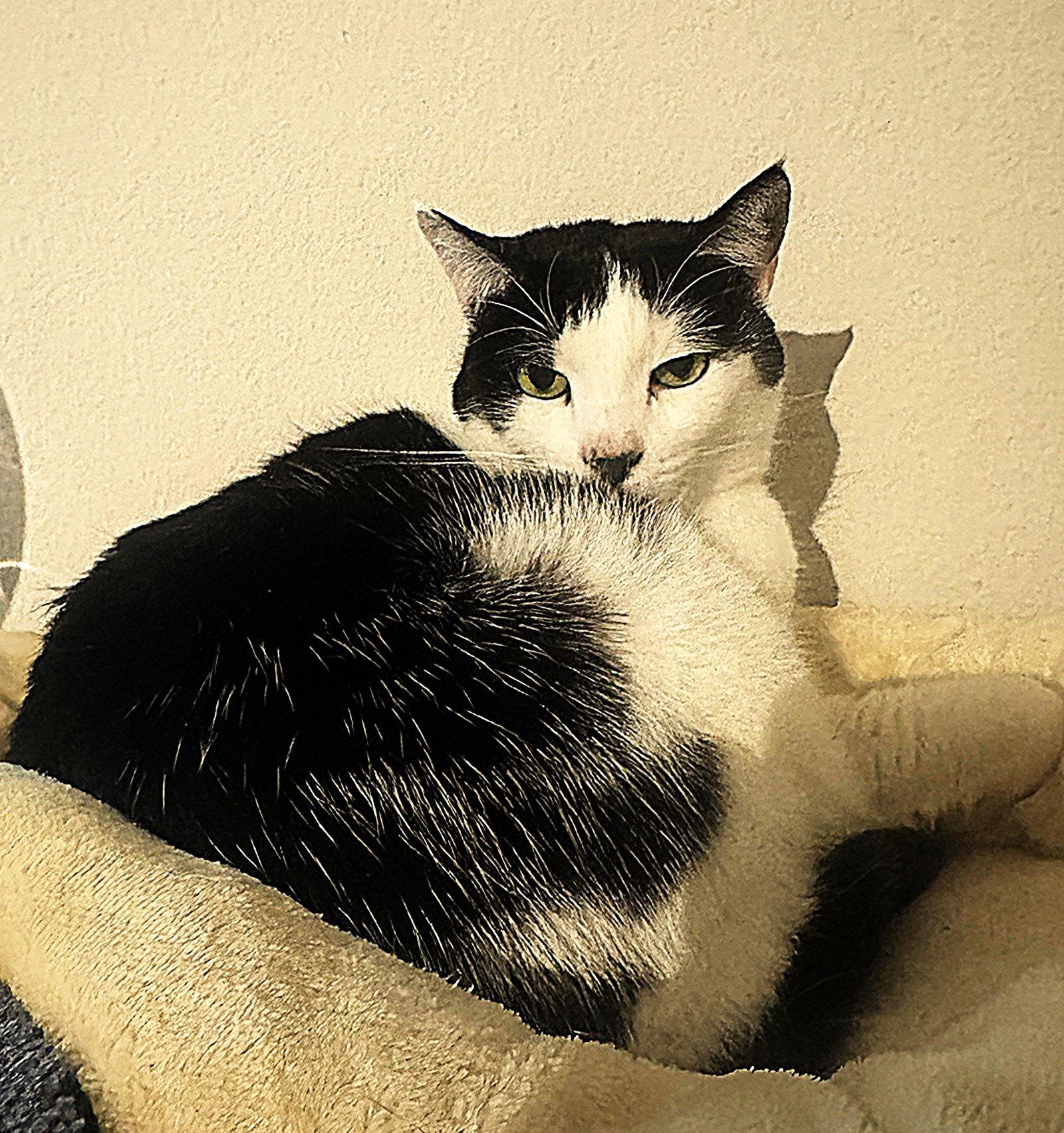 pepper/poppers, a Adopted mixed breed in San Jose, CA image 3/3