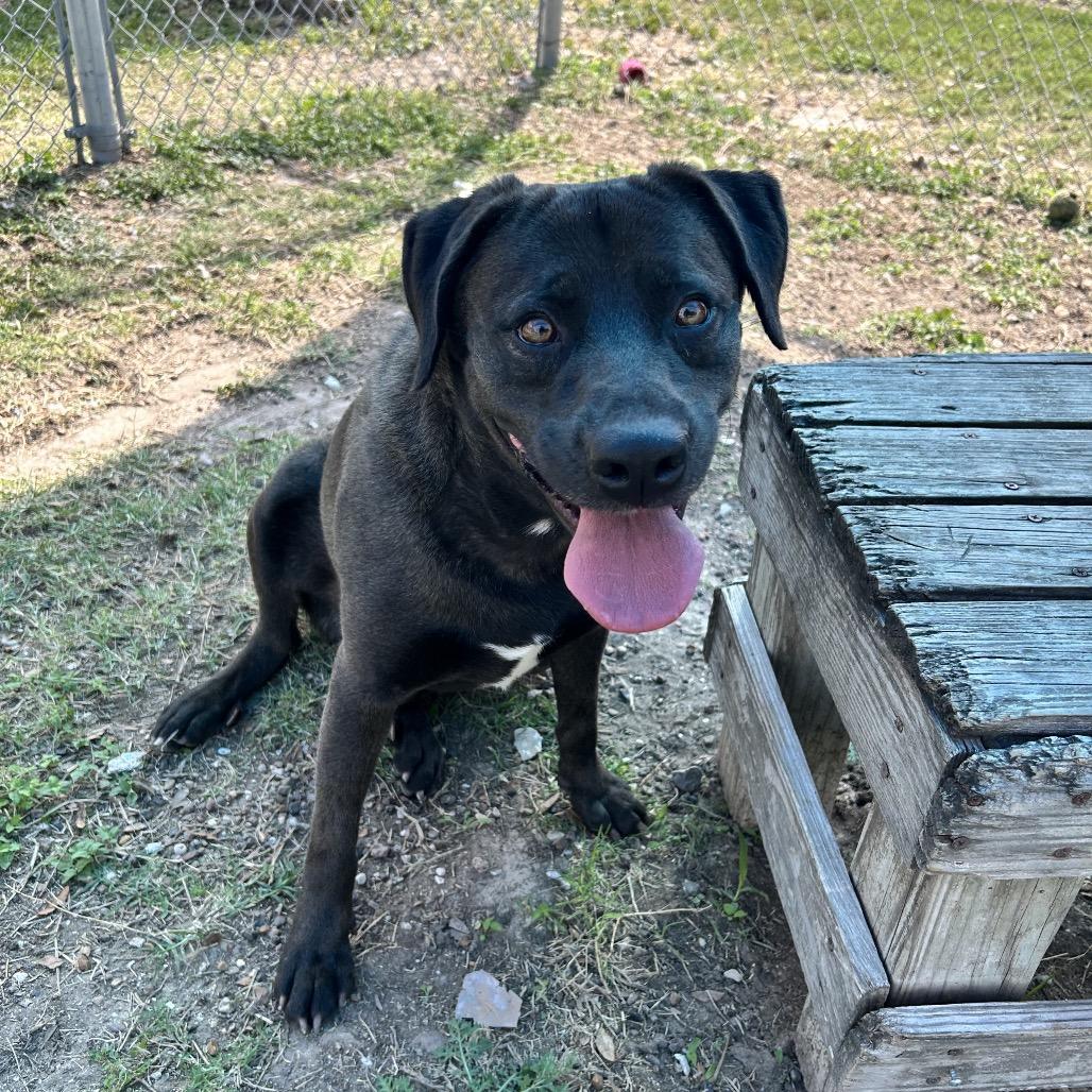 Mercury, Young Male Terrier
