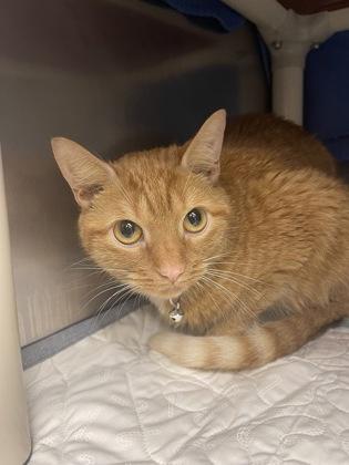 Enlarge Emer, a Adoptable mixed breed in Norfolk, VA image 1/3