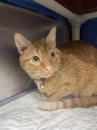 Enlarge Emer, a Adoptable mixed breed in Norfolk, VA image 2/3