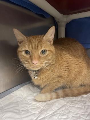 Enlarge Emer, a Adoptable mixed breed in Norfolk, VA image 3/3