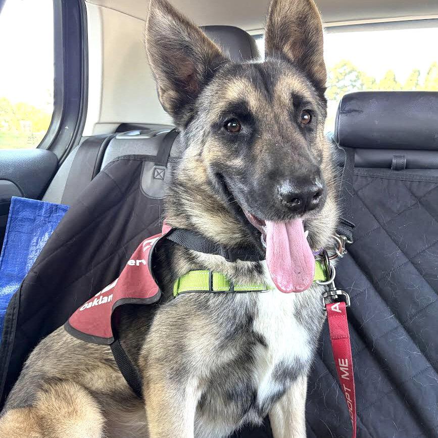 Kieran, Adoptable, Young Male Shepherd & Siberian Husky.