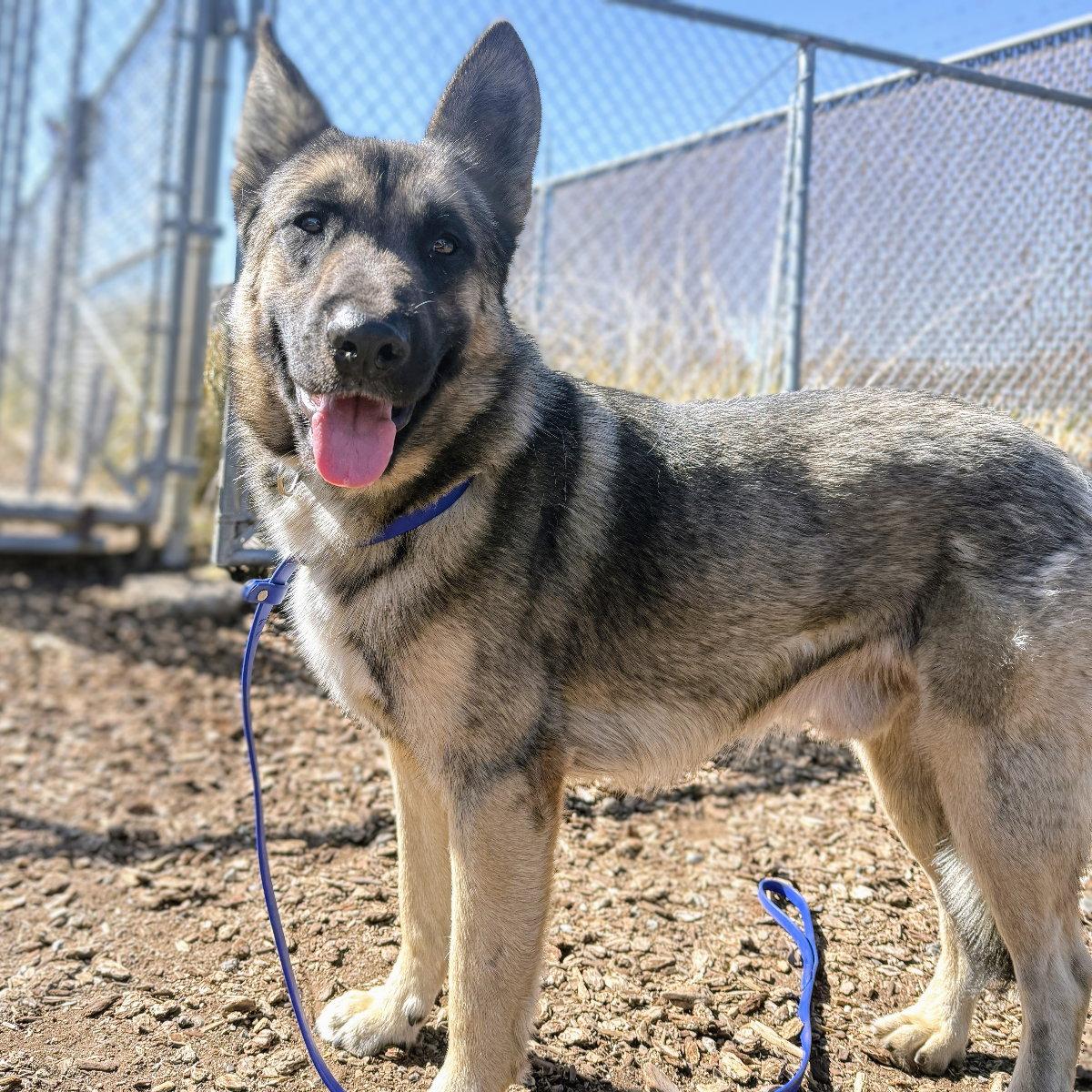 Enlarge Kieran, a Adoptable mixed breed in Oakland, CA image 2/3