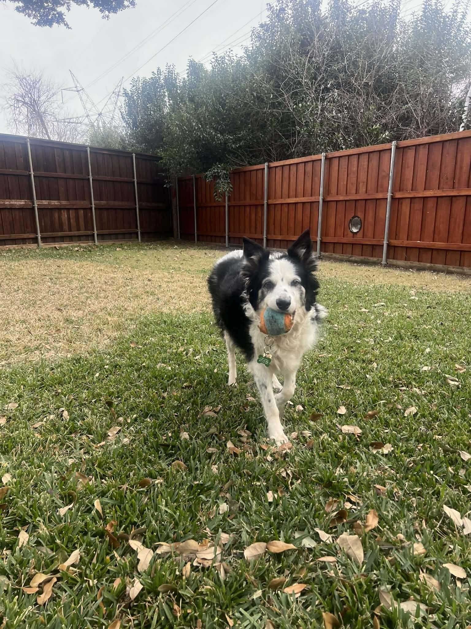 Enlarge Fancy #1217, a ADOPTABLE Border Collie in Allen, TX image 1/4